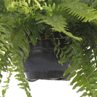 Samambaia Nephrolepis exaltata Americana Cuia 25 Planta Natural