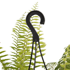 Samambaia Nephrolepis exaltata Americana Cuia 25 Planta Natural