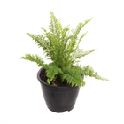 Samambaia Nephrolepis Havaiana Cuia 13 Planta Natural