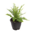 Samambaia Nephrolepis Havaiana Cuia 13 Planta Natural