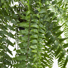 Samambaia Nephrolepis Holandesa Cuia 25 Planta Natural