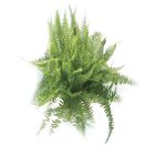 SAMAMBAIA NEVADA C21