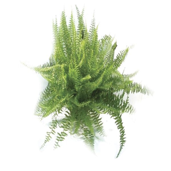 SAMAMBAIA NEVADA C21