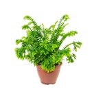 SAMAMBAIA PETTICOATS C21