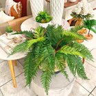 Samambaia Renda Portuguesa Permanente Decorativa