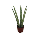 Sansevieria Cilíndrica New Way Pote 12