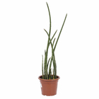 Sansevieria Cilindrica Pote 30