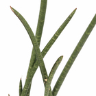 Sansevieria Cilindrica Pote 30