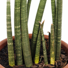 Sansevieria Cilindrica Pote 30