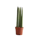 Sansevieria Cilíndrica Straight Pote 10