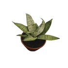 Sansevieria Golden Pote 11