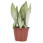 Sansevieria Pote 19