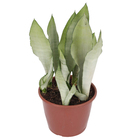 Sansevieria Pote 19