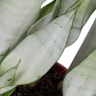 Sansevieria Pote 19