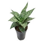 Sansevieria Silver Hahnii Pote 11