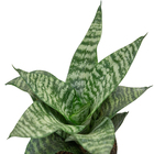 Sansevieria Silver Hahnii Pote 11