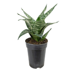 Sansevieria Silver Hahnii Pote 11