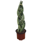 Sansevieria Trançada Lange Braid Pote 12