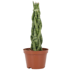 Sansevieria Trancado Torre Pote 10