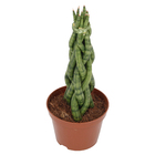 Sansevieria Trancado Torre Pote 10