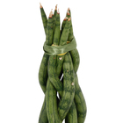 Sansevieria Trancado Torre Pote 10