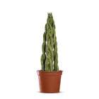 Sansevieria Trancado Torre Pote 20