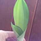 Sansevieria Trifasciata Moonshine - Prateada Broto