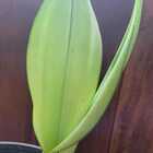 Sansevieria Trifasciata Moonshine - Prateada Tam Pt13