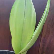 Sansevieria Trifasciata Moonshine - Prateada Tam Pt13