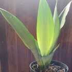 Sansevieria Trifasciata Moonshine - Prateada Tam Pt15