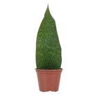 Sansevieria Vitoria Pote 15