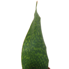 Sansevieria Vitoria Pote 15