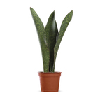 Sans. Vitoria Pote 20 Min 3 Hastes