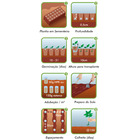 Semente Aipo/Salsão Pascal Tronchudo Isla Sementes