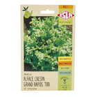 Semente Alface Crespa Grand Rapids - TBR Isla Sementes