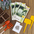 Semente Alface Hanson (Repolhuda) Isla Sementes