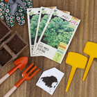 Semente Alface Mimosa (Salad Bowl) Isla Sementes