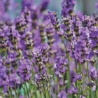 Semente Alfazema / Lavanda Feltrin 100 Mg