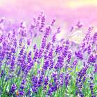 Semente Alfazema / Lavanda Feltrin 100 Mg