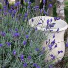 Semente Alfazema / Lavanda Feltrin 100 Mg