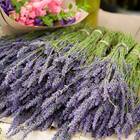 Semente Alfazema / Lavanda Feltrin 100 Mg