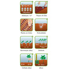 Semente Alho Porró Carentan Isla Sementes