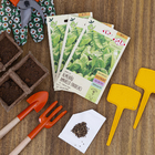 Semente Almeirão Radiche Isla Sementes