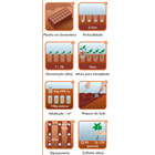 Semente Arruda/Ruta de Cheiro Forte Isla Sementes