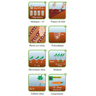 Semente Cenoura Brasília Calibrada Média Isla Sementes