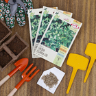 Semente Chicória Escarola Lisa Isla Sementes