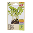Semente Coentro Microverdes