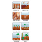 Semente Coentro Português Isla Sementes