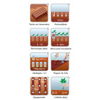 Semente Couve Manteiga da Georgia Isla Sementes