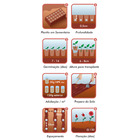 Semente Cravo Chabaud Gigante Dobrado Rosa Isla Sementes